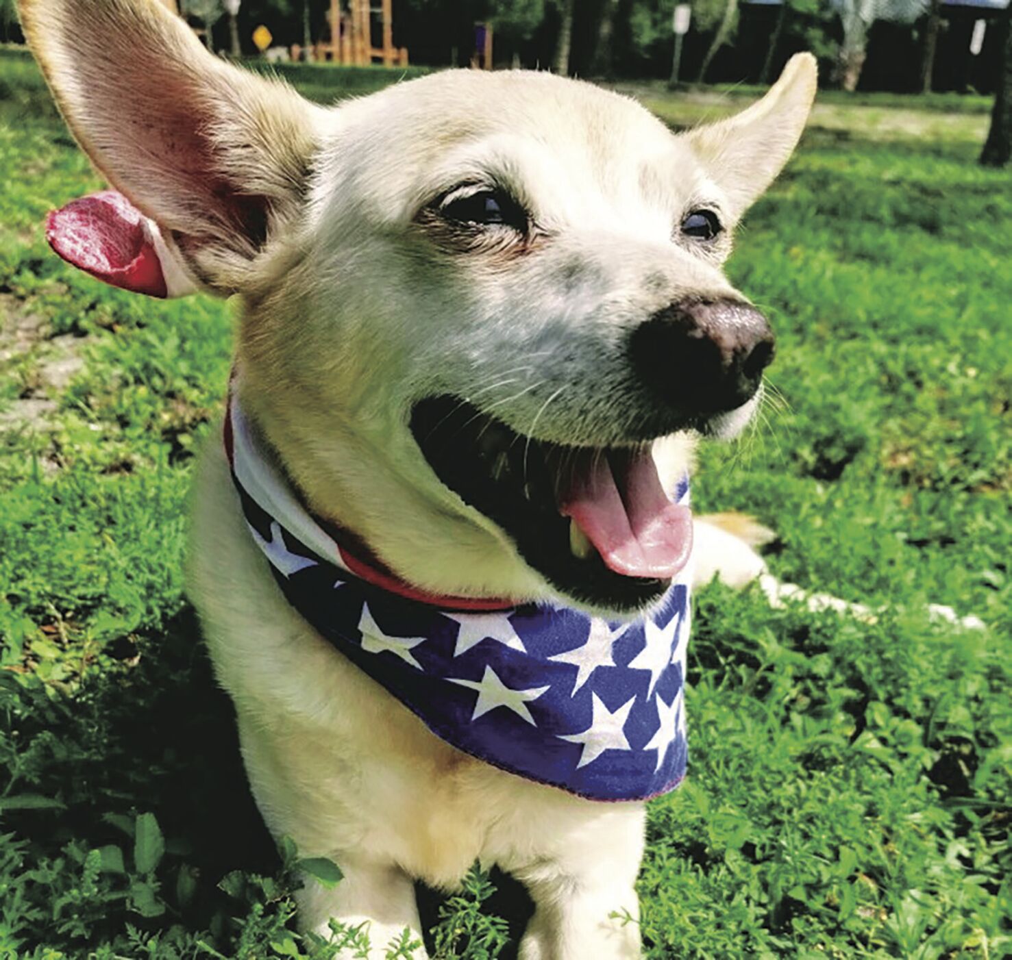 Pet of the Week - Week of Aug. 7, 2020